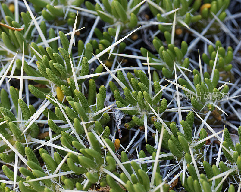 Guanaco Acacia(西班牙语为“Espina de Guanaco”)的叶子和刺从这种多刺的植物中长出来